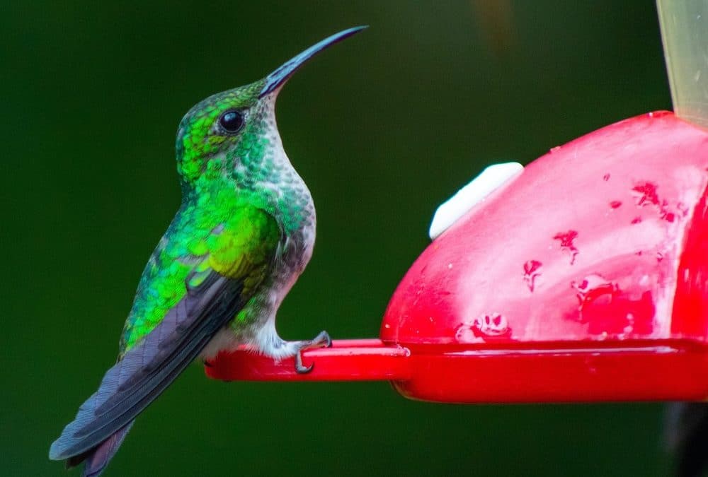 Easy Hummingbird Food Recipe